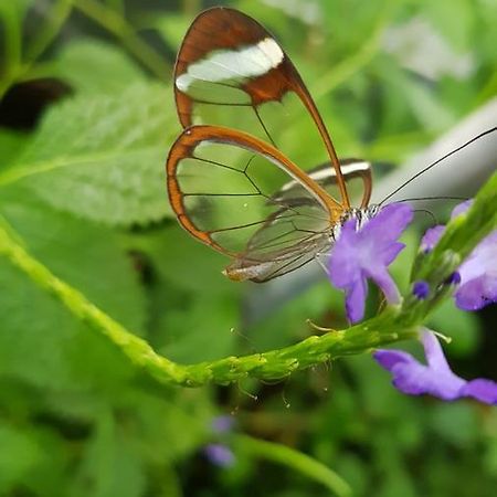The Butterflies Wood House Villa Reshafim Bagian luar foto
