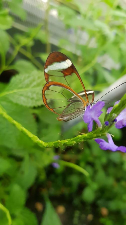 The Butterflies Wood House Villa Reshafim Bagian luar foto
